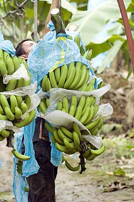 Bananas being taken to market in Belize – Best Places In The World To Retire – International Living